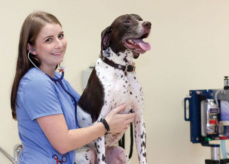 decorative image of VetTech12_041 , Auto Draft 2018-11-08 14:37:51