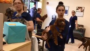 Pensacola State College | Learn to draw blood, treat sick animals and more with PSC's Allied Health programs | (850)484-1000 Pensacola State College | Learn to draw blood, treat sick animals and more with PSC's Allied Health programs | (850)484-1000