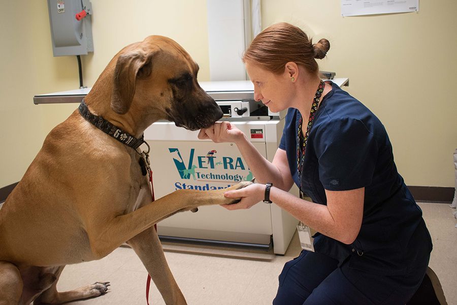 PSC vet tech grads achieve 100 percent pass rate on national competency  exam – Pensacola State College