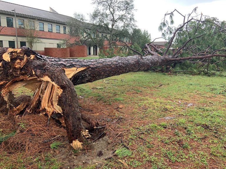decorative image of treedown , Pensacola State College recovers from Sally’s rampage 2020-09-25 10:07:13